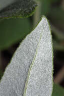 Image of sulphur-flower buckwheat