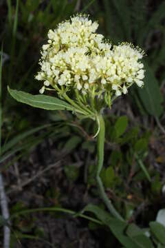 Image of sulphur-flower buckwheat