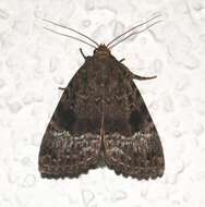 Image of copper underwing