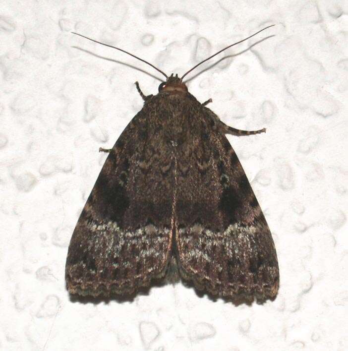 Image of copper underwing