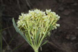 Image of sulphur-flower buckwheat