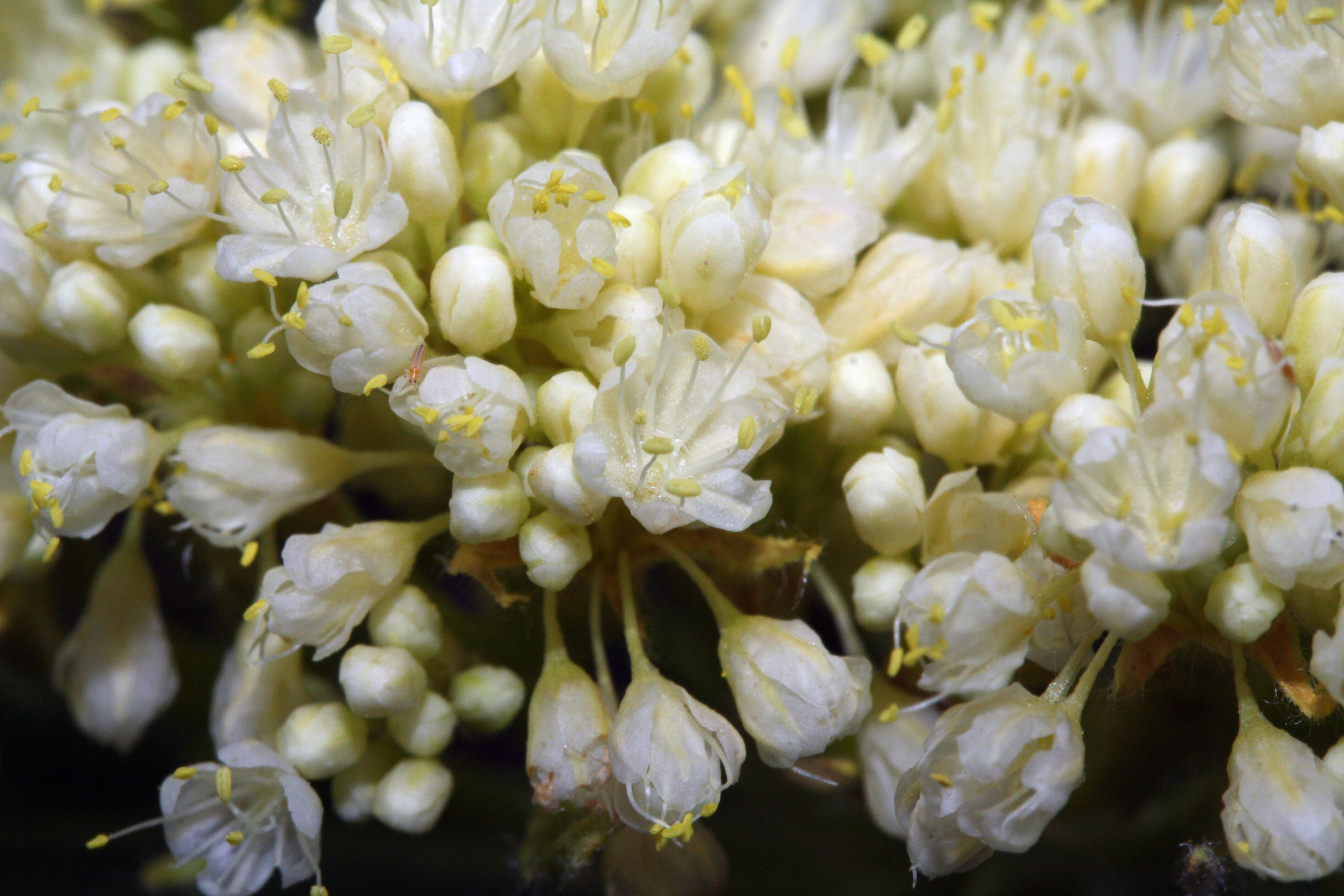 Image of sulphur-flower buckwheat