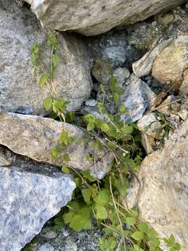 Image of Parietaria micrantha Ledeb.