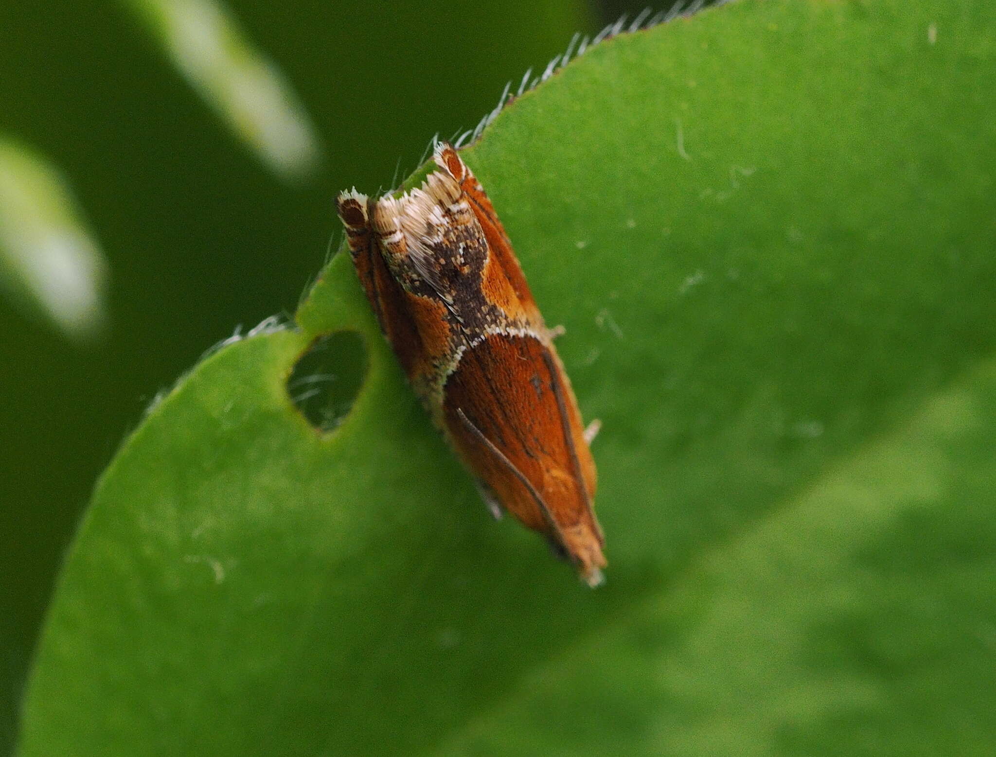 Image de Ancylis obtusana Haworth 1911