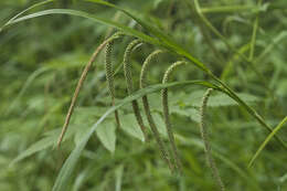 Image of Carex jaluensis Kom.