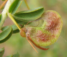 Image of Indigofera circinnata Harv.