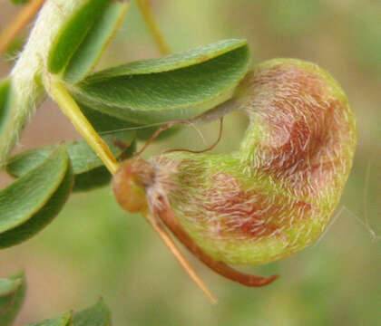 Imagem de Indigofera circinnata Harv.