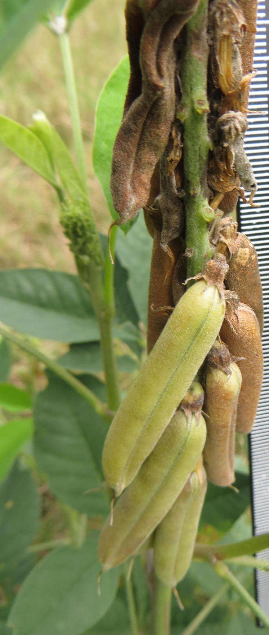 Image of Crotalaria pallida var. pallida