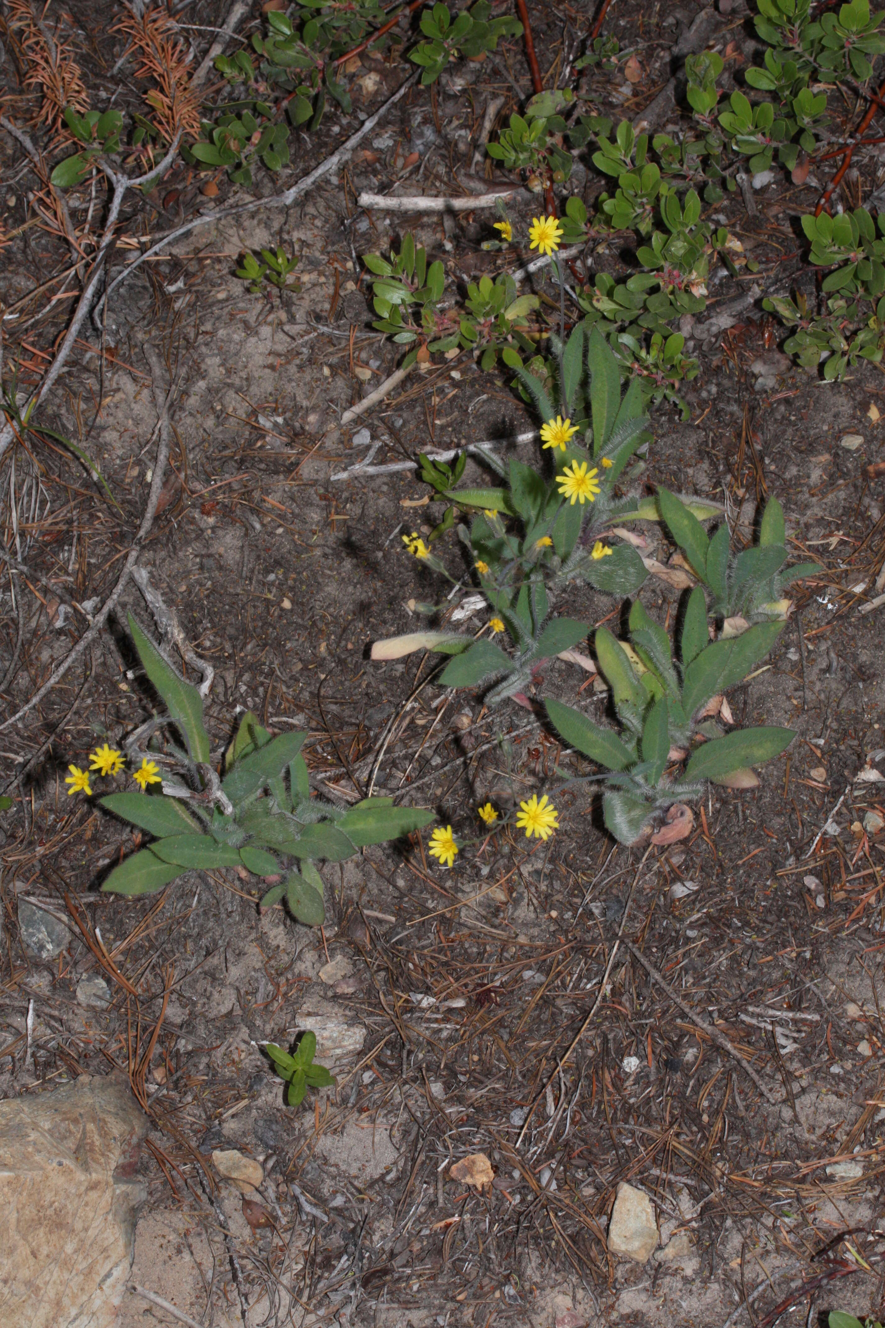 Image of Scouler's woollyweed