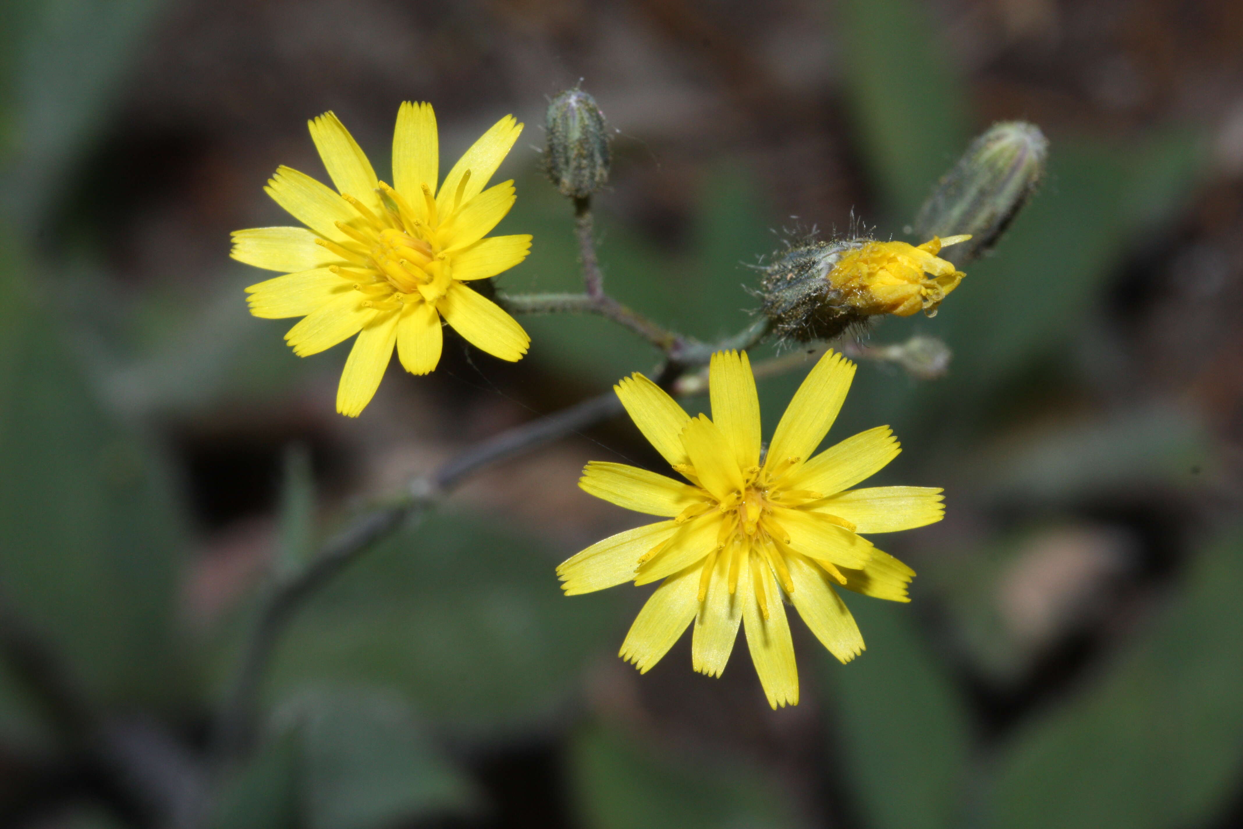 Image of Scouler's woollyweed