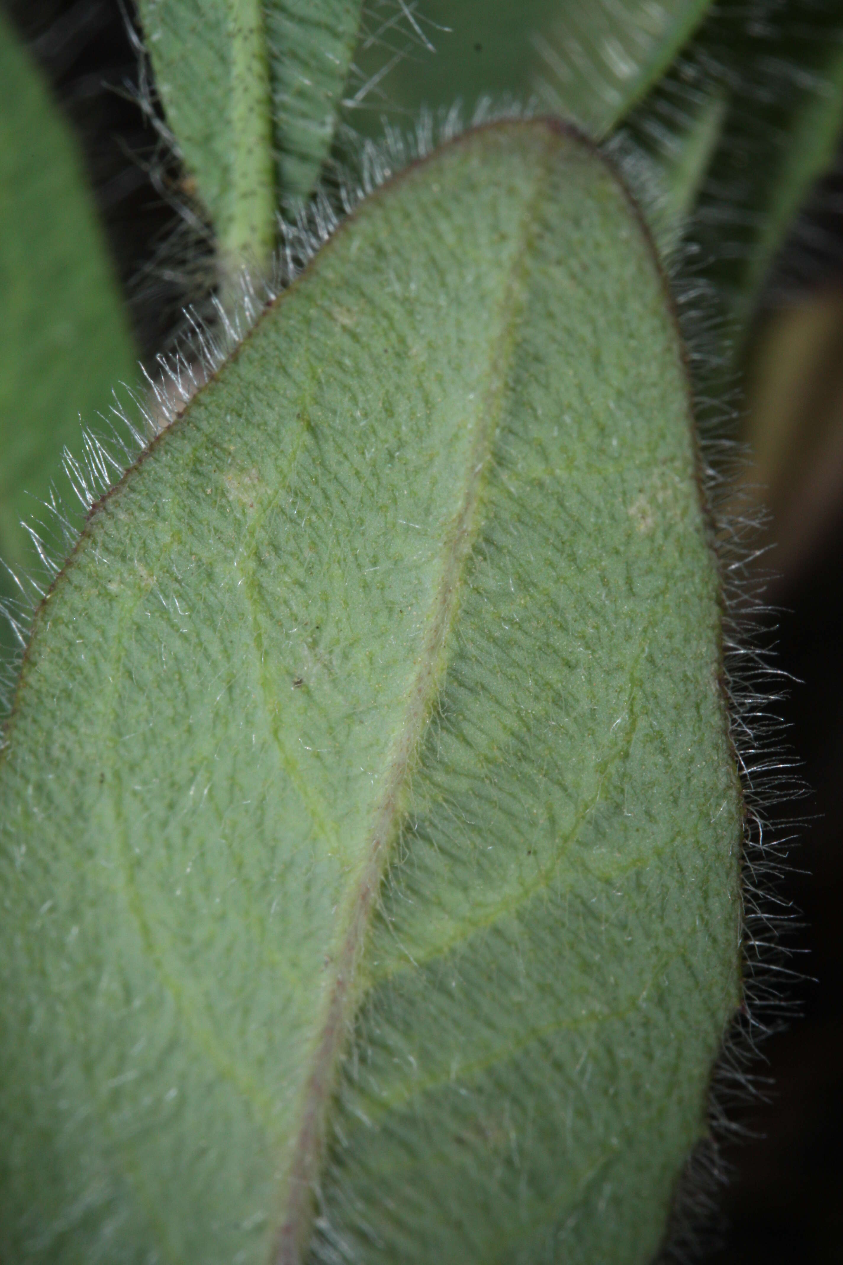 Image of Scouler's woollyweed