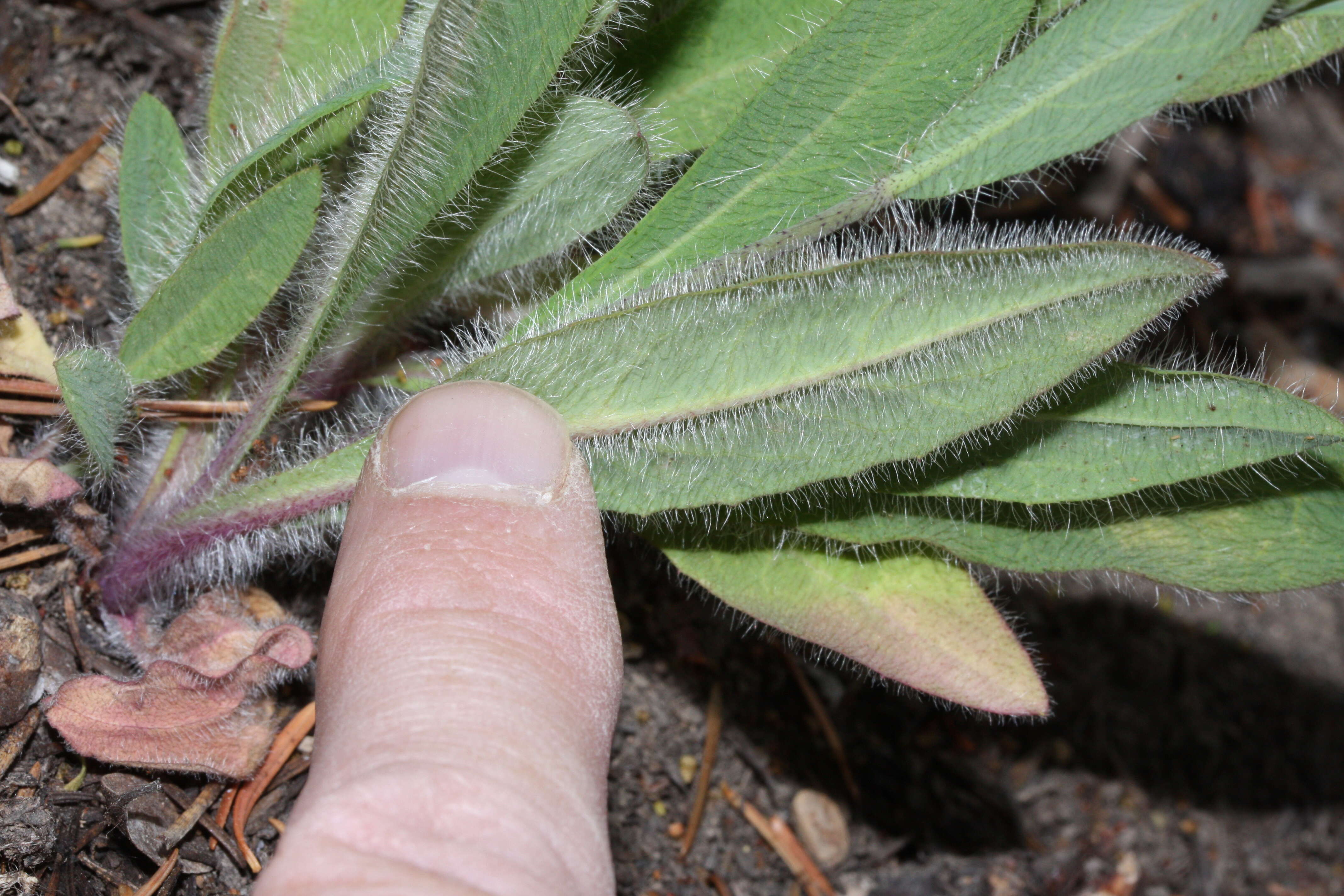 Image of Scouler's woollyweed