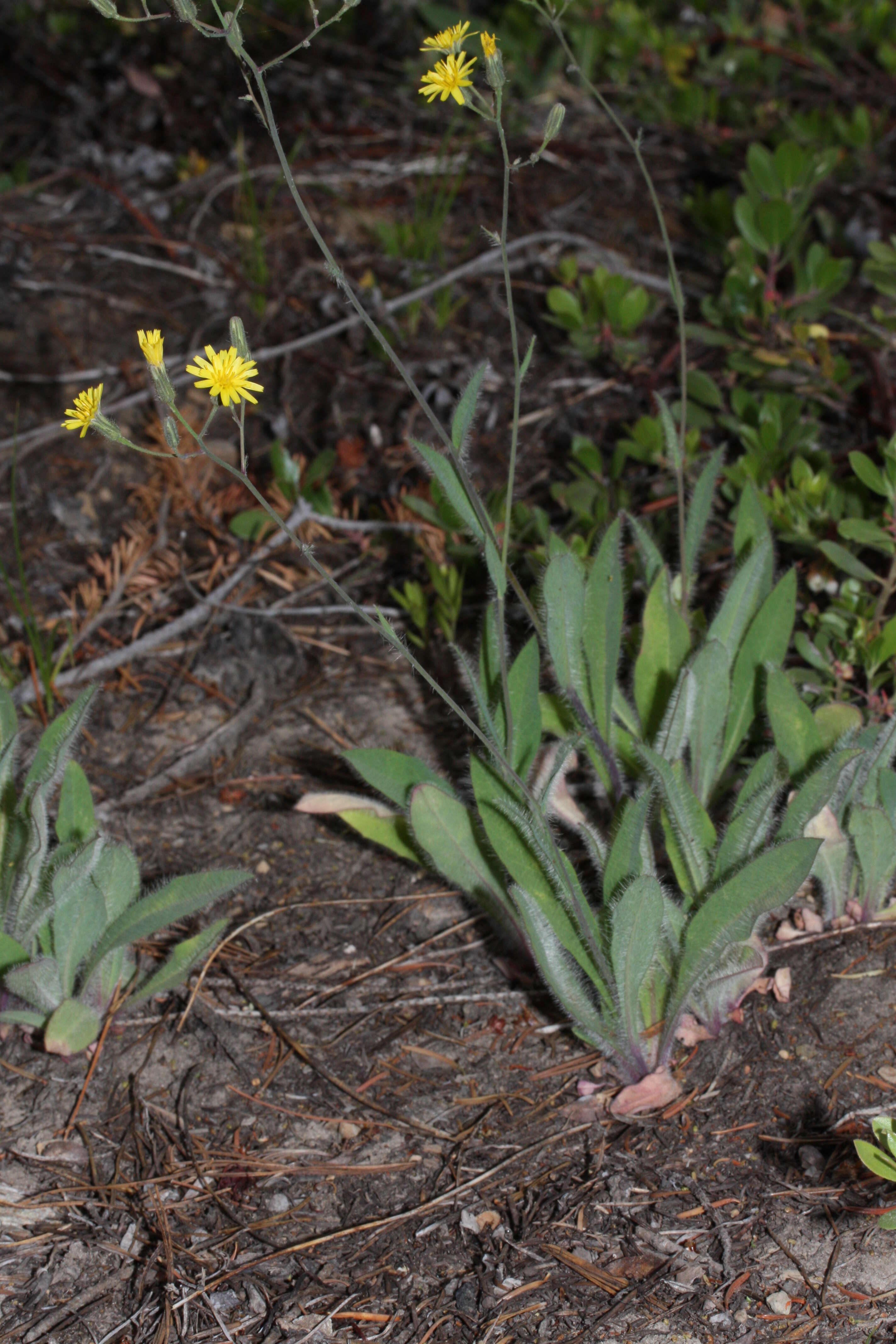 Image of Scouler's woollyweed