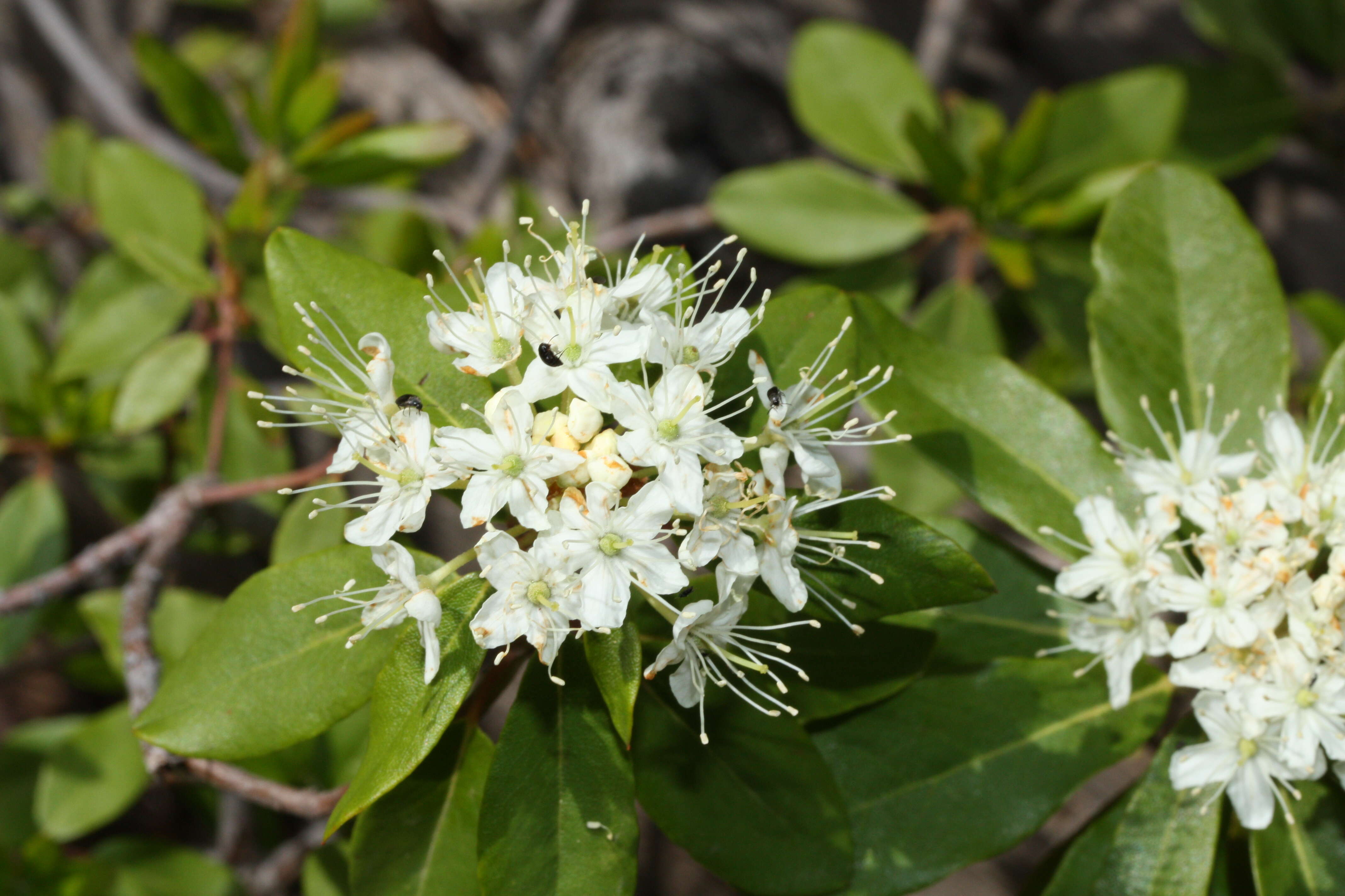 Image de Rhododendron columbianum (Piper) Harmaja