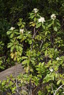 Image de Rhododendron columbianum (Piper) Harmaja