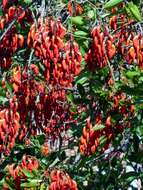 Imagem de Erythrina crista-galli L.