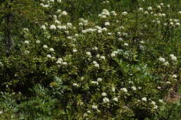 Image de Rhododendron columbianum (Piper) Harmaja