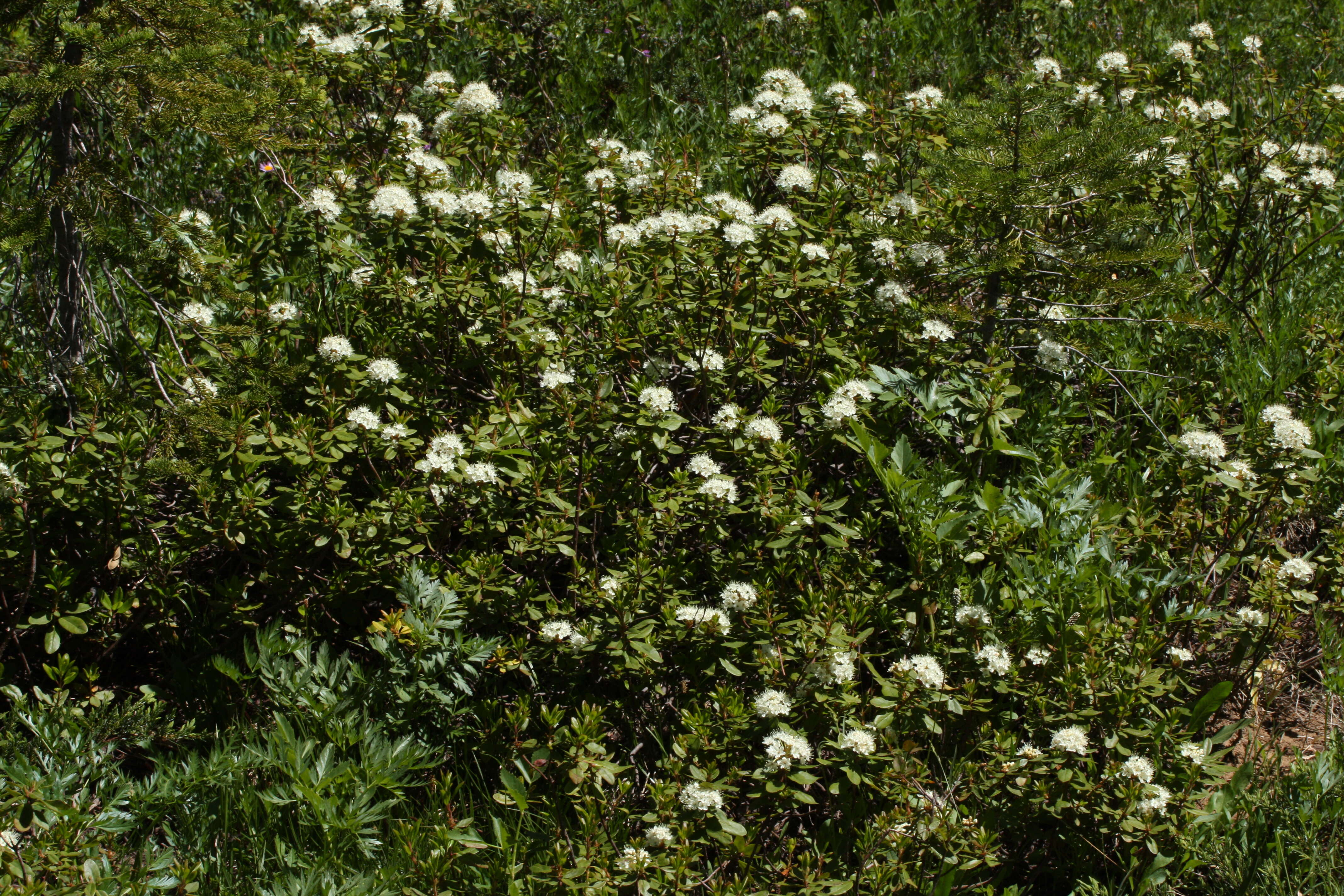 Image de Rhododendron columbianum (Piper) Harmaja