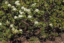 Image de Rhododendron columbianum (Piper) Harmaja