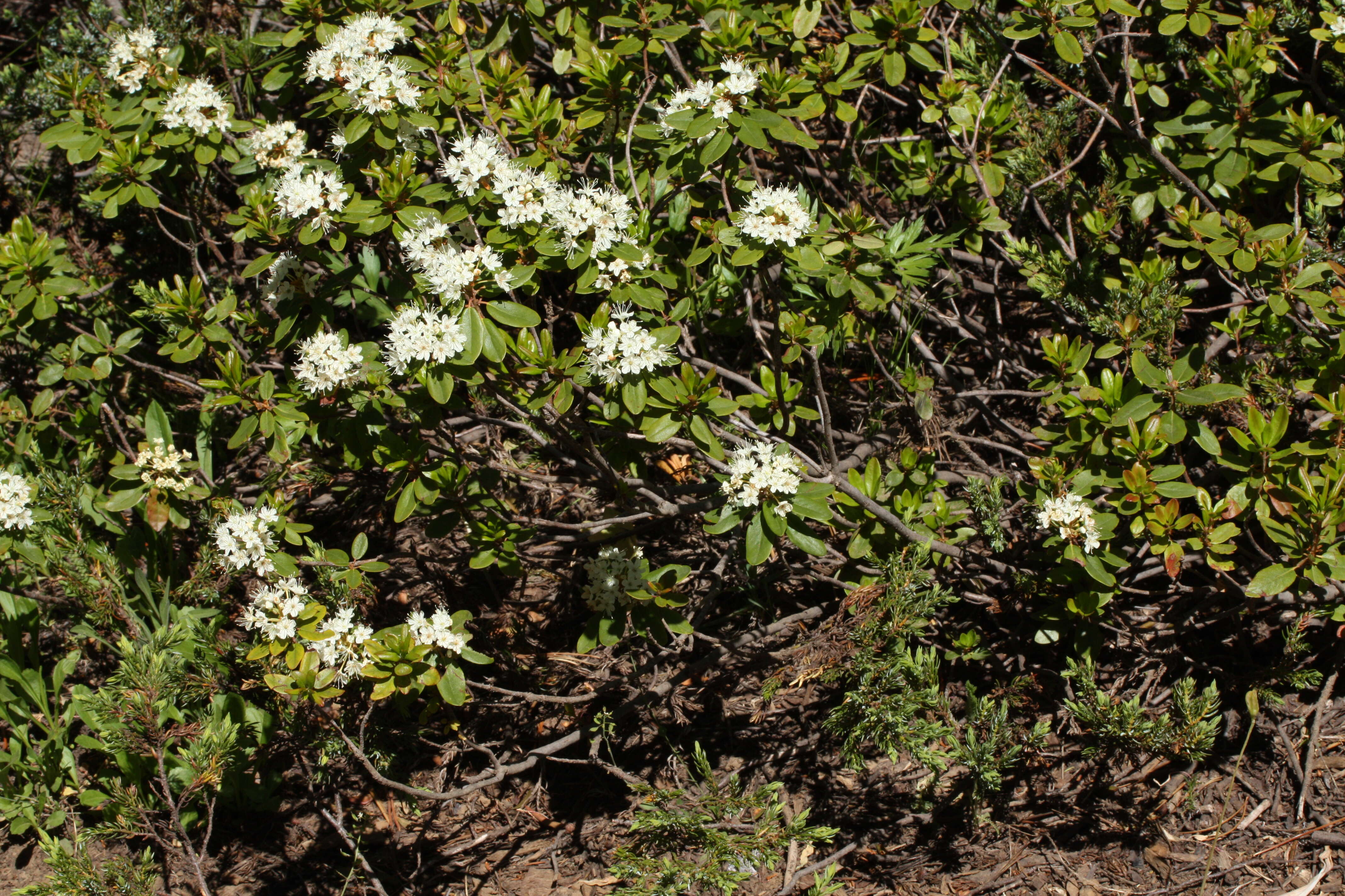 Image de Rhododendron columbianum (Piper) Harmaja