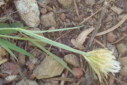 Image of Elmer's clover