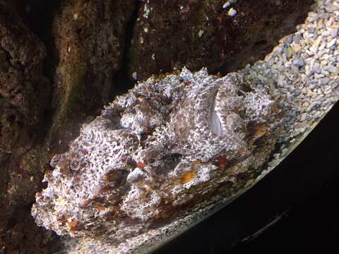 Image of Reef stonefish