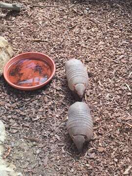 Image of Screaming Hairy Armadillo