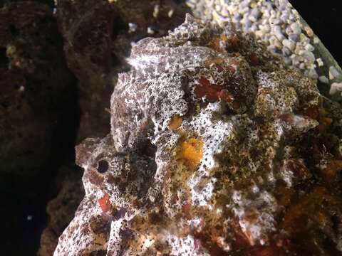 Image of Reef stonefish