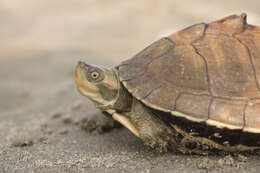 Image of Assam Roofed Turtle