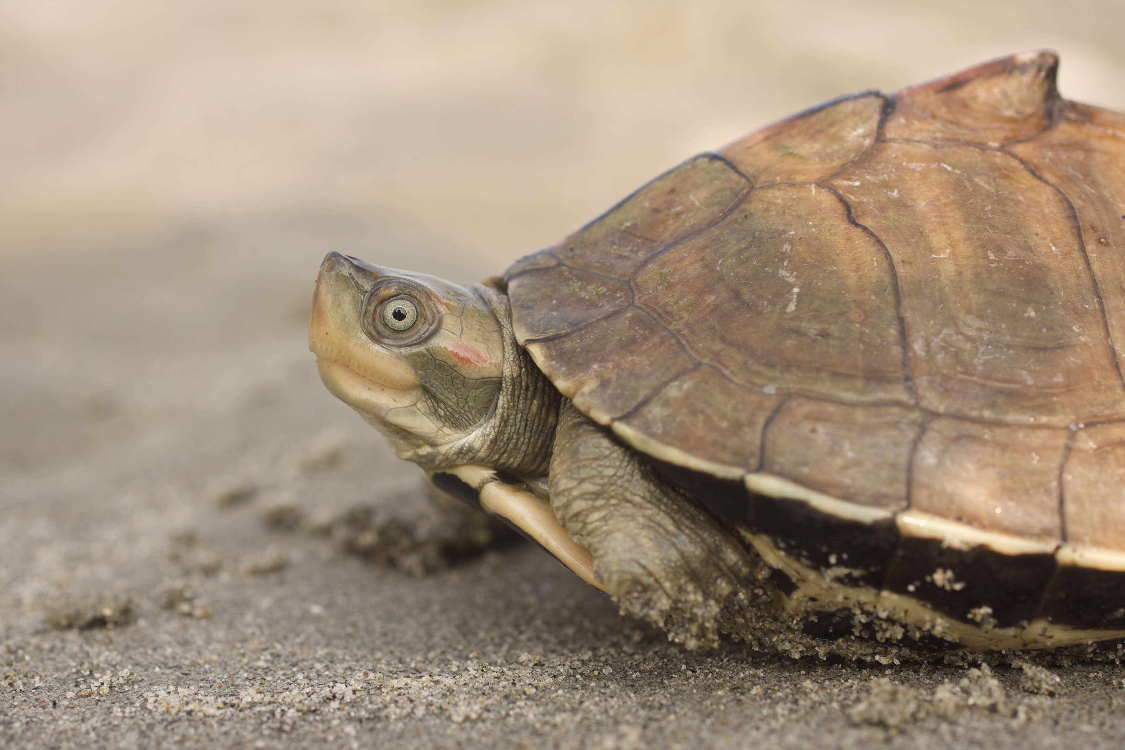 Image of Assam Roofed Turtle