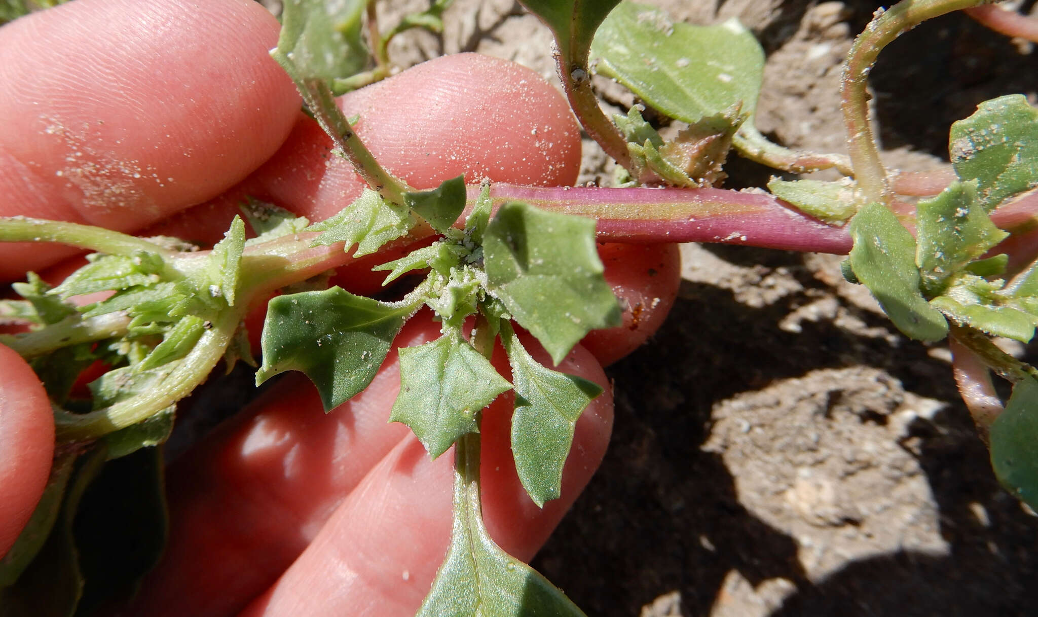 Plancia ëd Suckleya suckleyana (Torr.) Rydb.