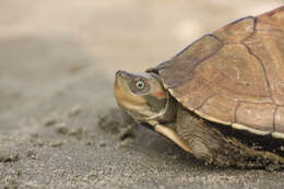 Image of Assam Roofed Turtle