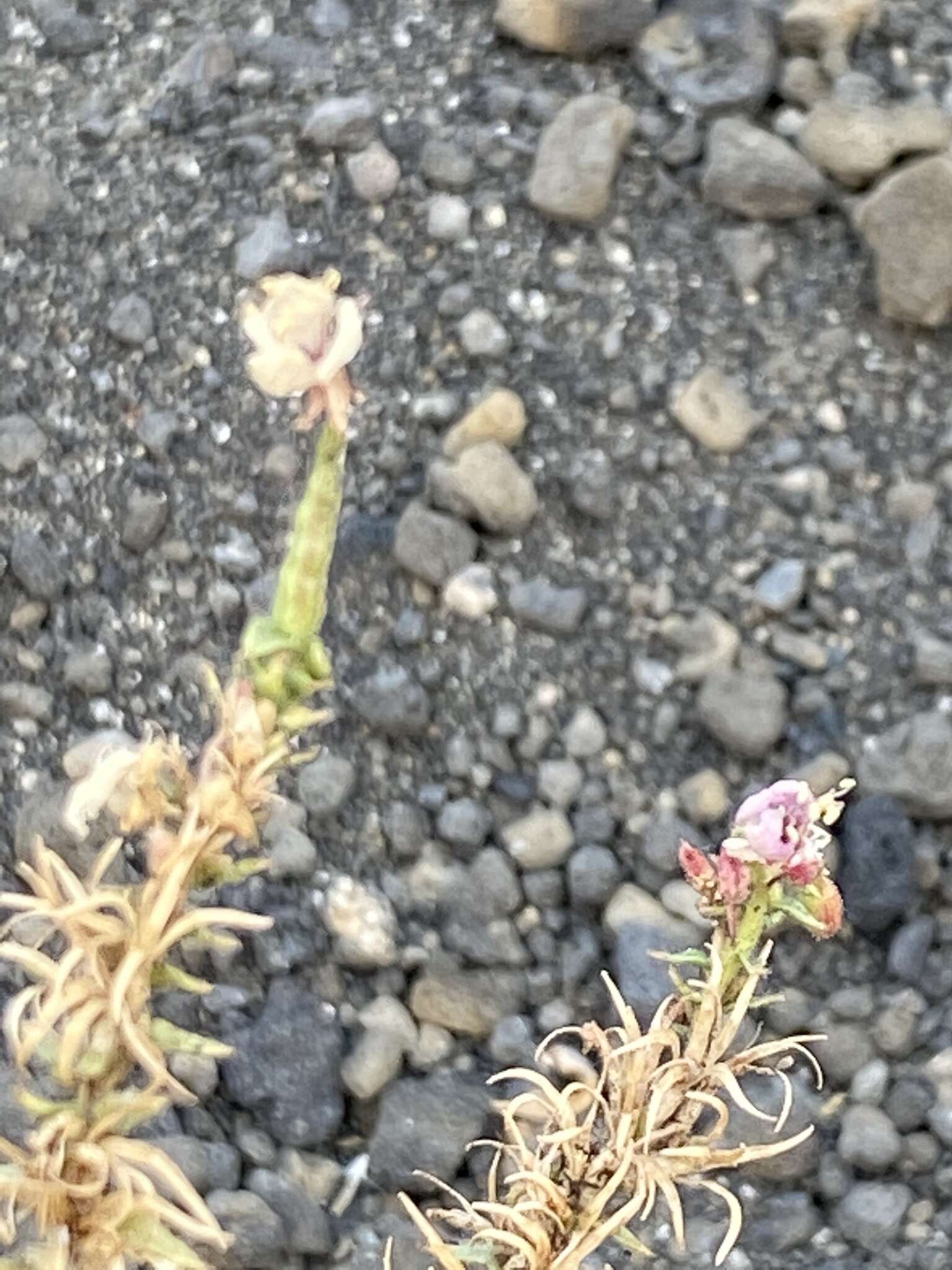 Image of Booth's evening primrose