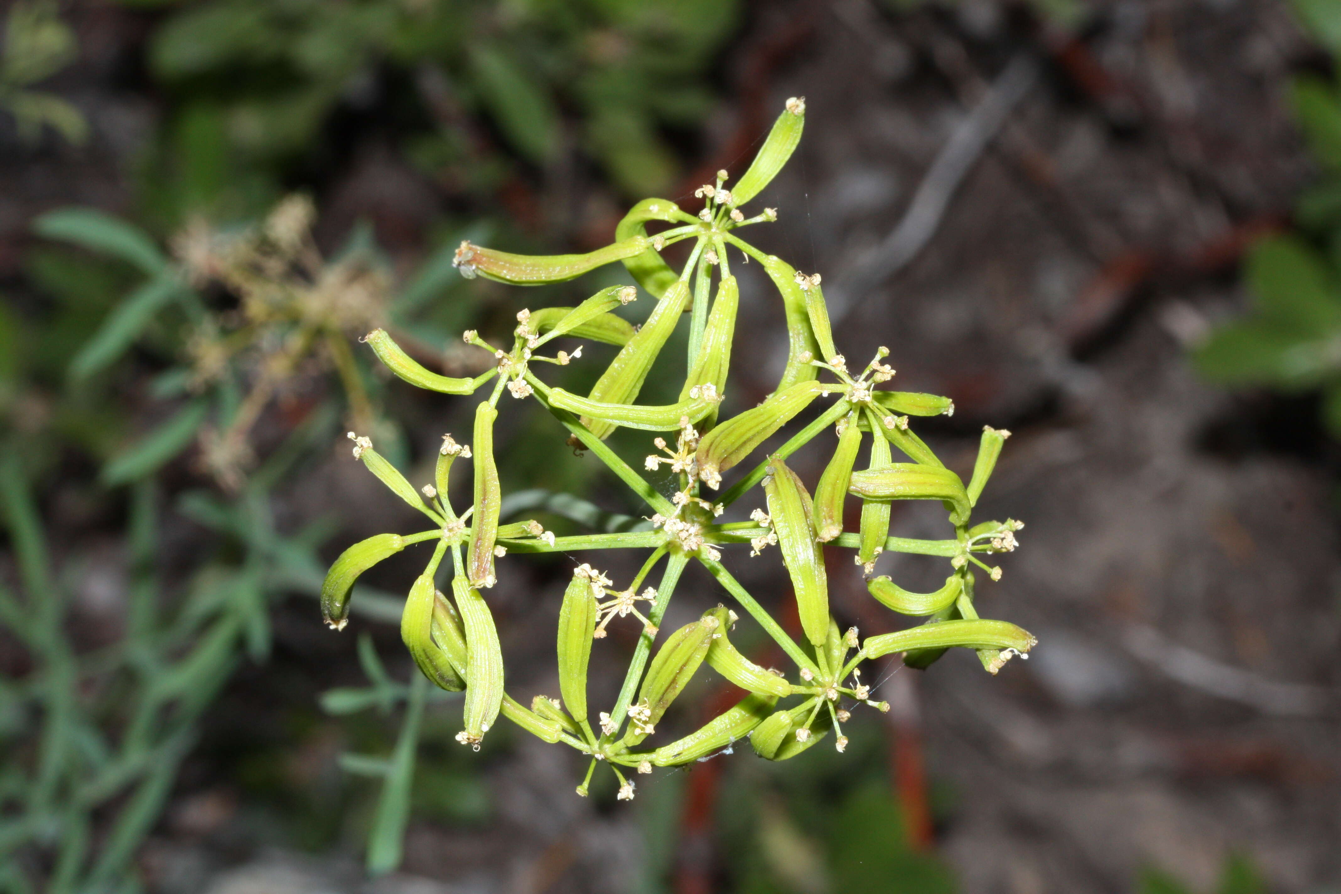 Image of Brandegee's desertparsley