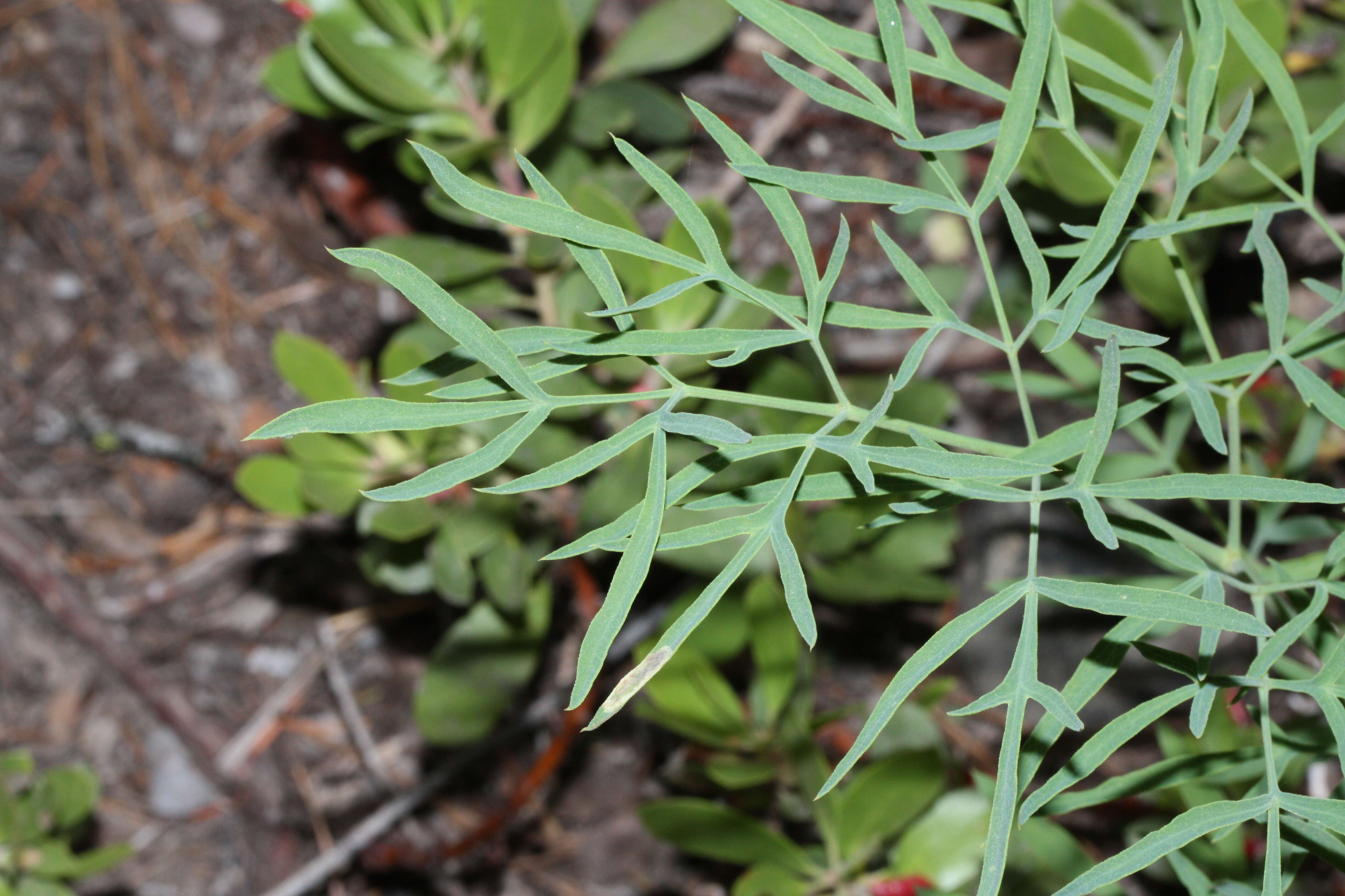 Image of Brandegee's desertparsley