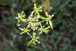 Image of Brandegee's desertparsley