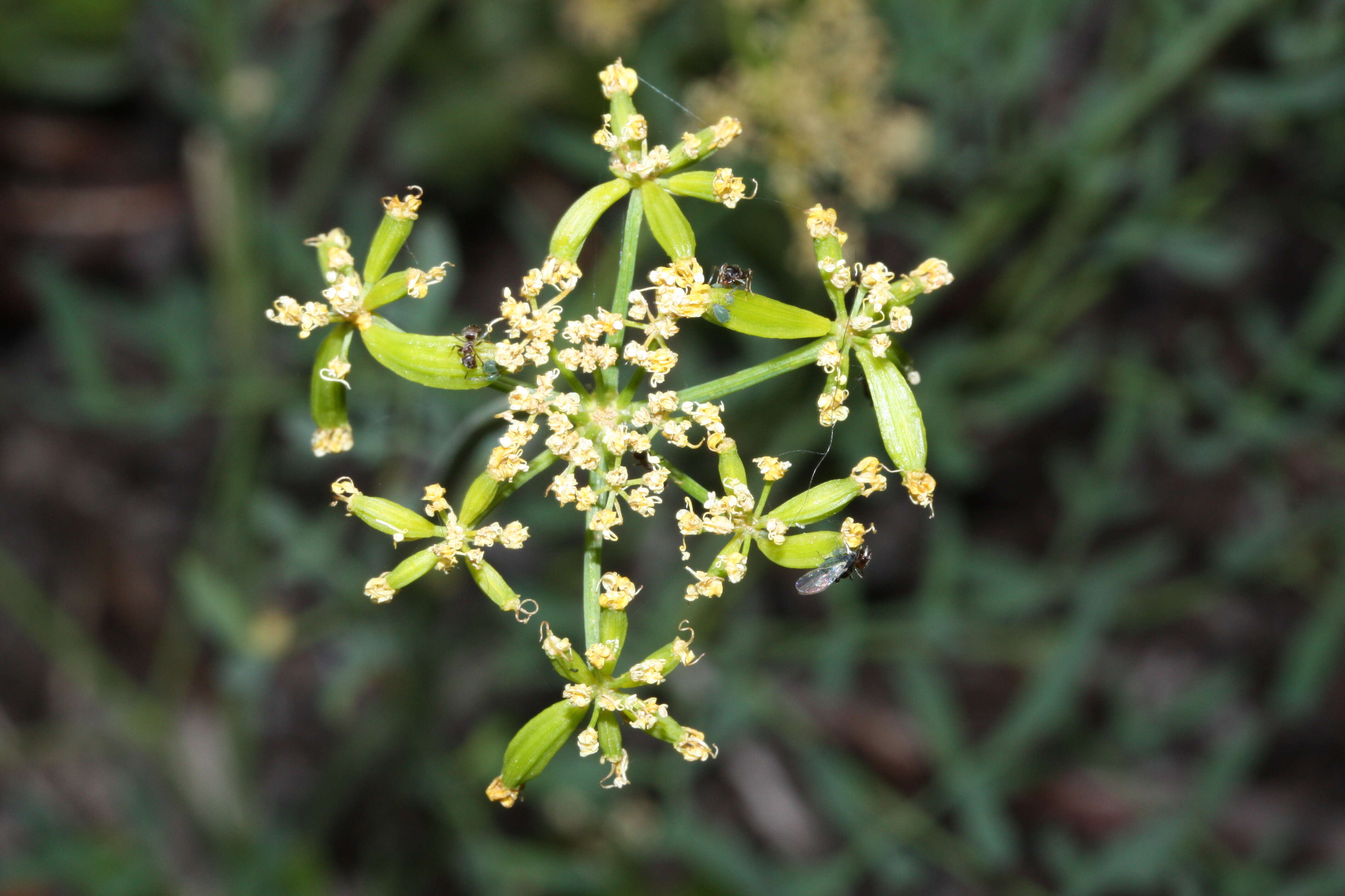 Image of Brandegee's desertparsley