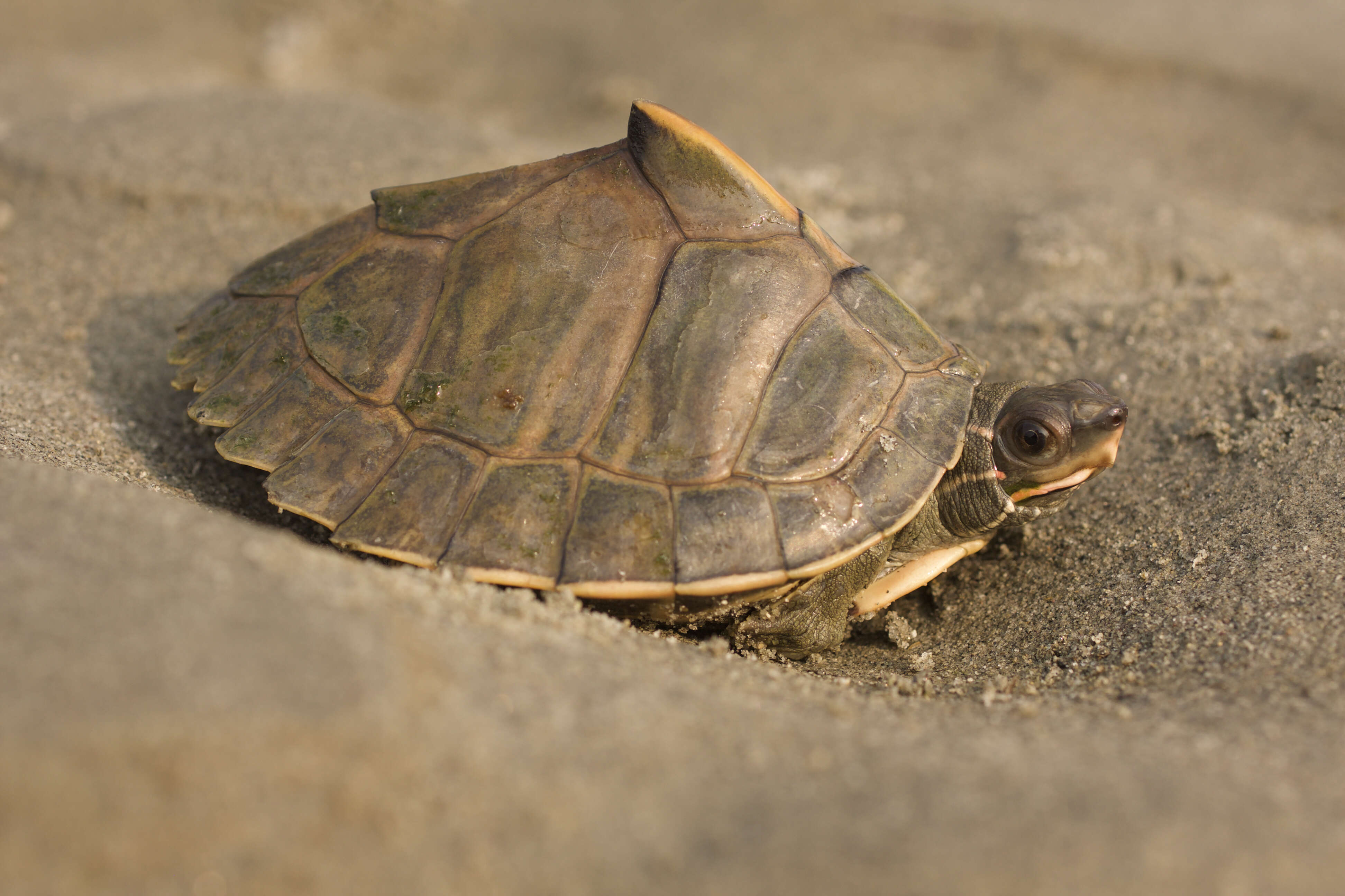 Image of Assam Roofed Turtle