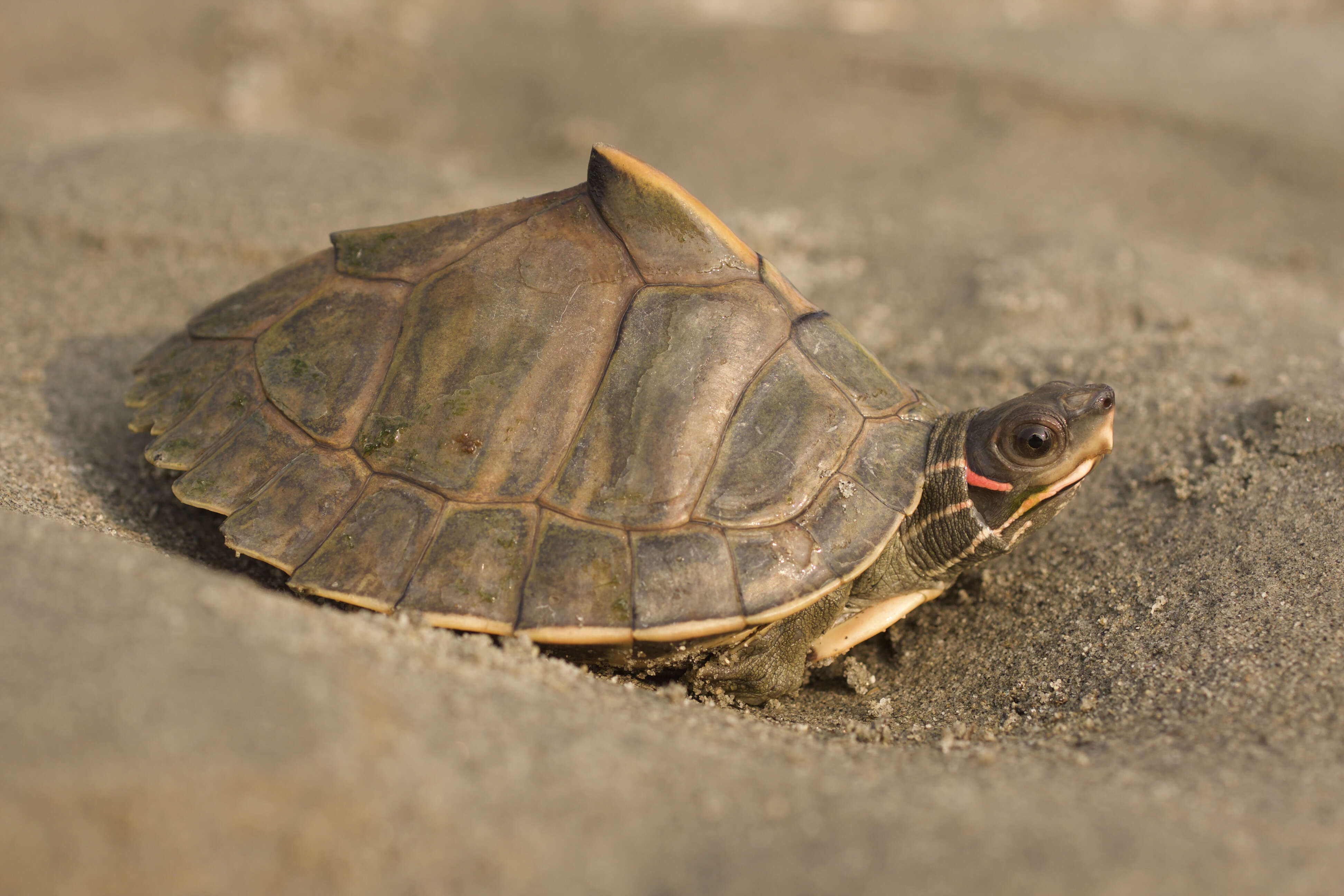 Image of Assam Roofed Turtle