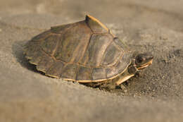 Image of Assam Roofed Turtle