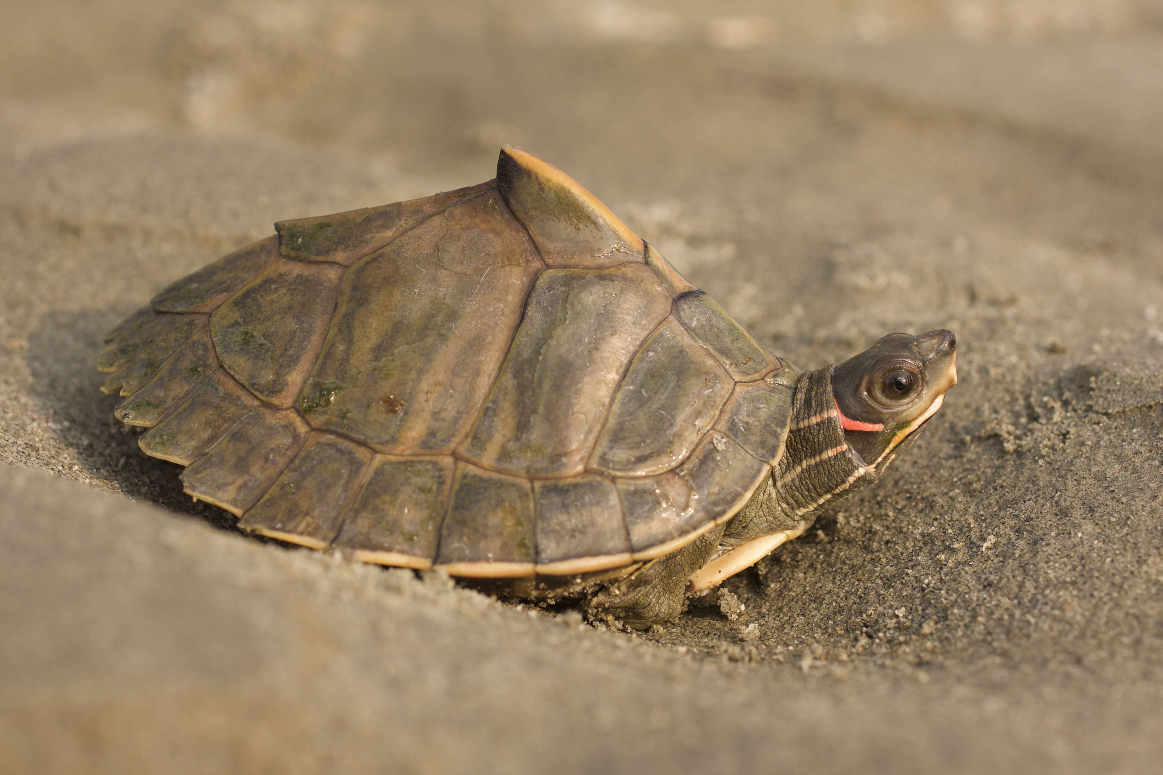 Image of Assam Roofed Turtle