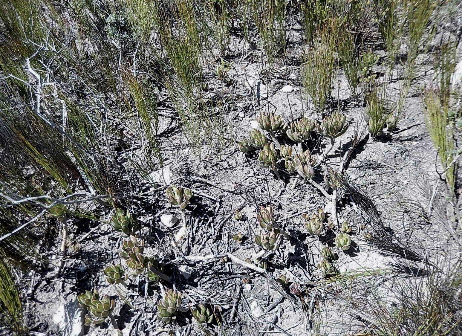 Image of Adromischus caryophyllaceus (Burm. fil.) Lem.