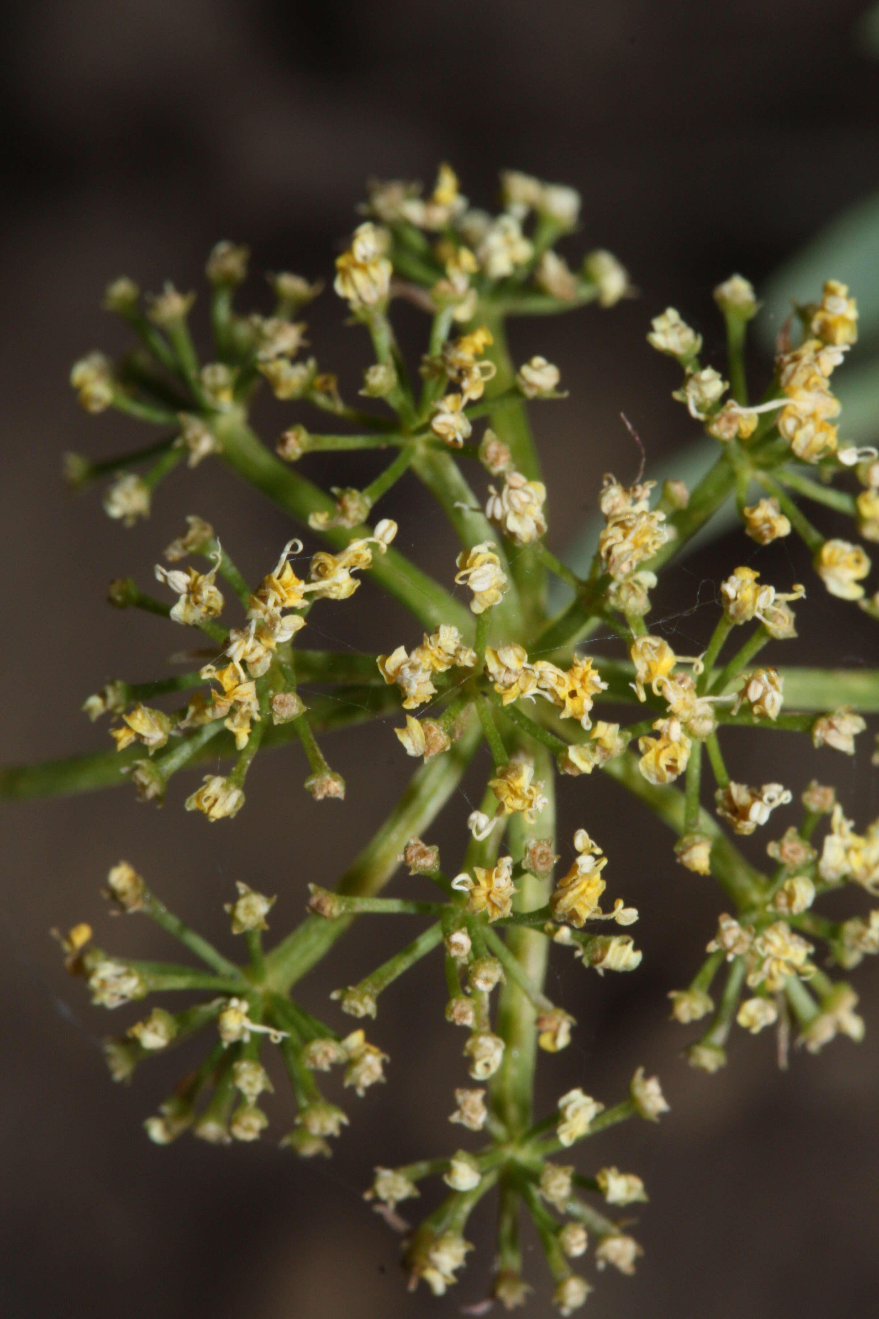 Image of Brandegee's desertparsley