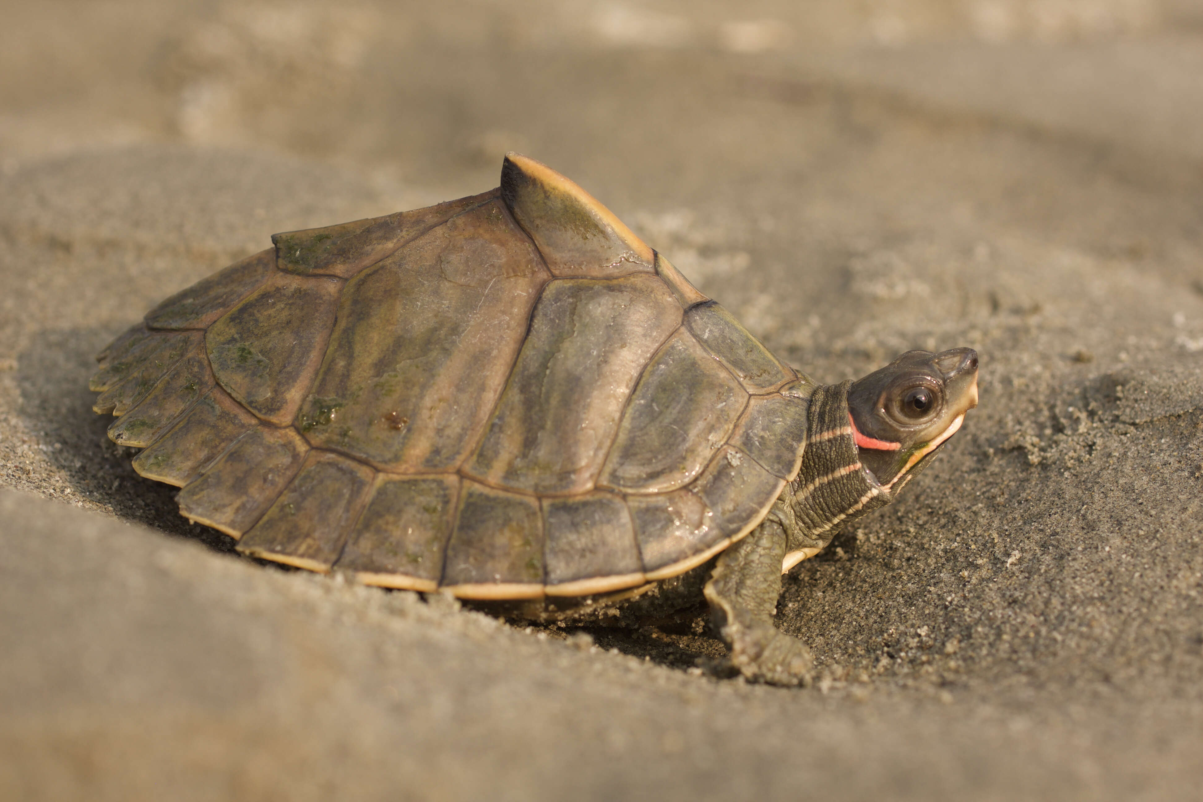 Image of Assam Roofed Turtle