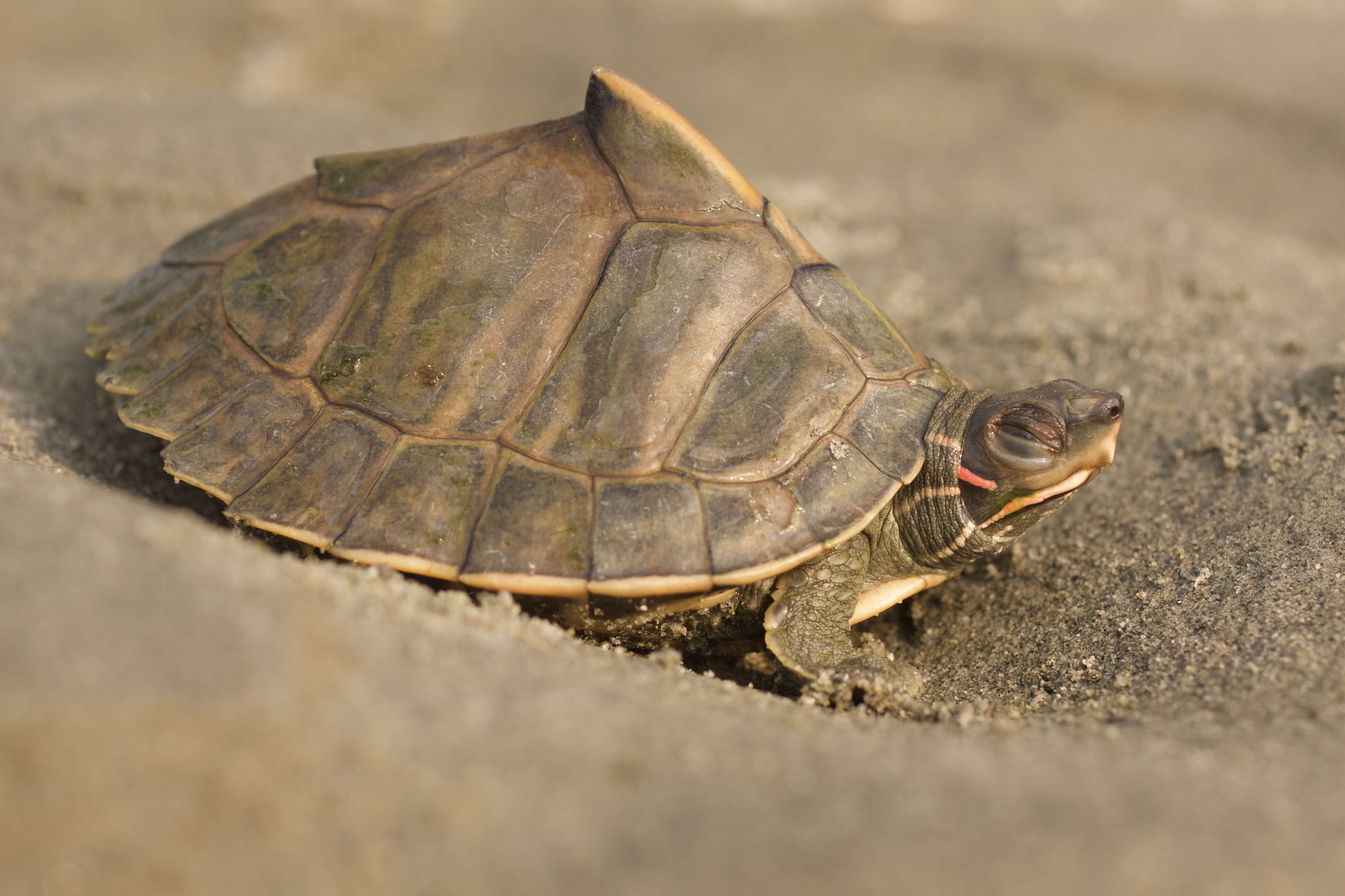 Image of Assam Roofed Turtle