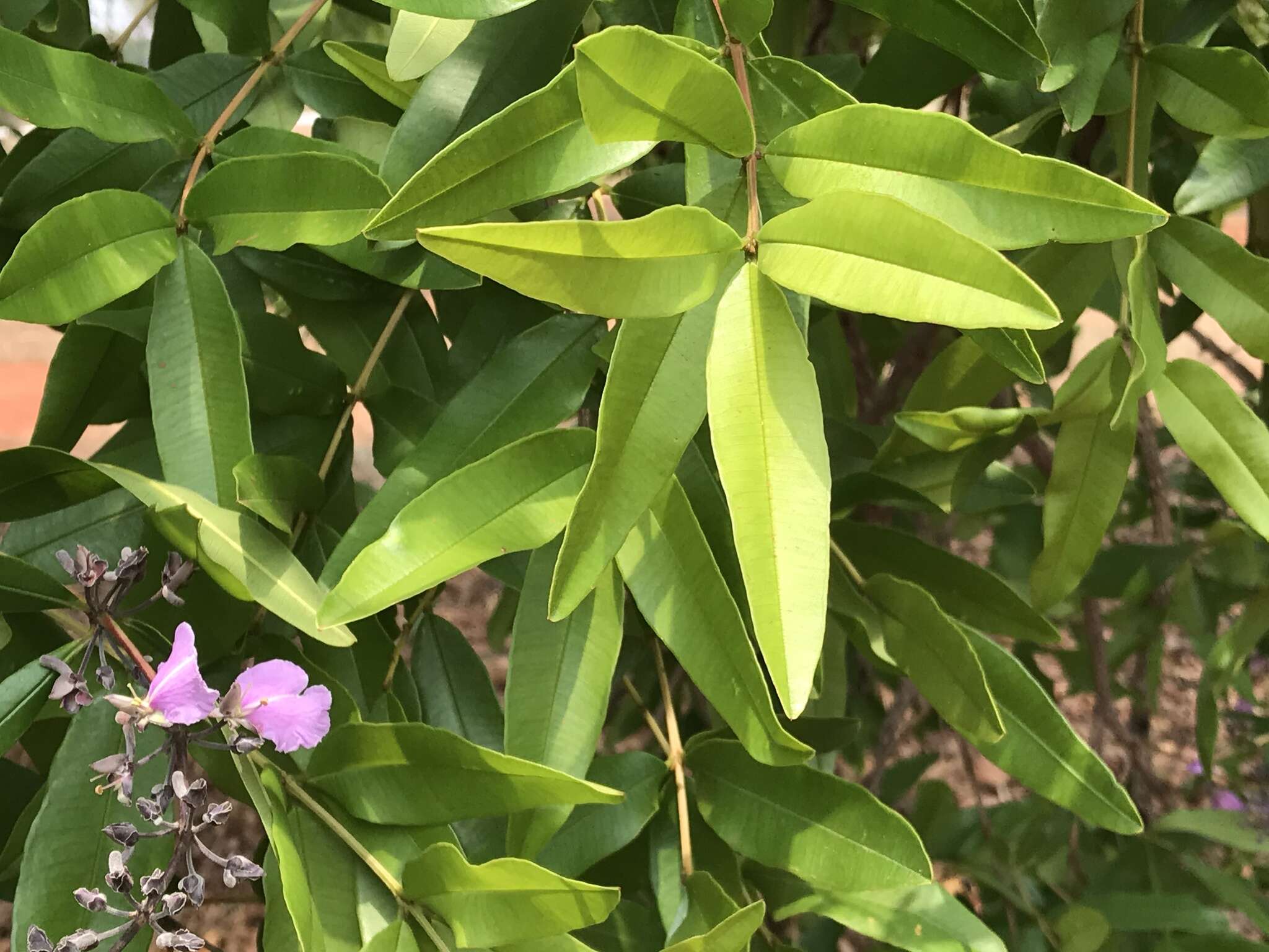 Image of Qualea parviflora Mart.