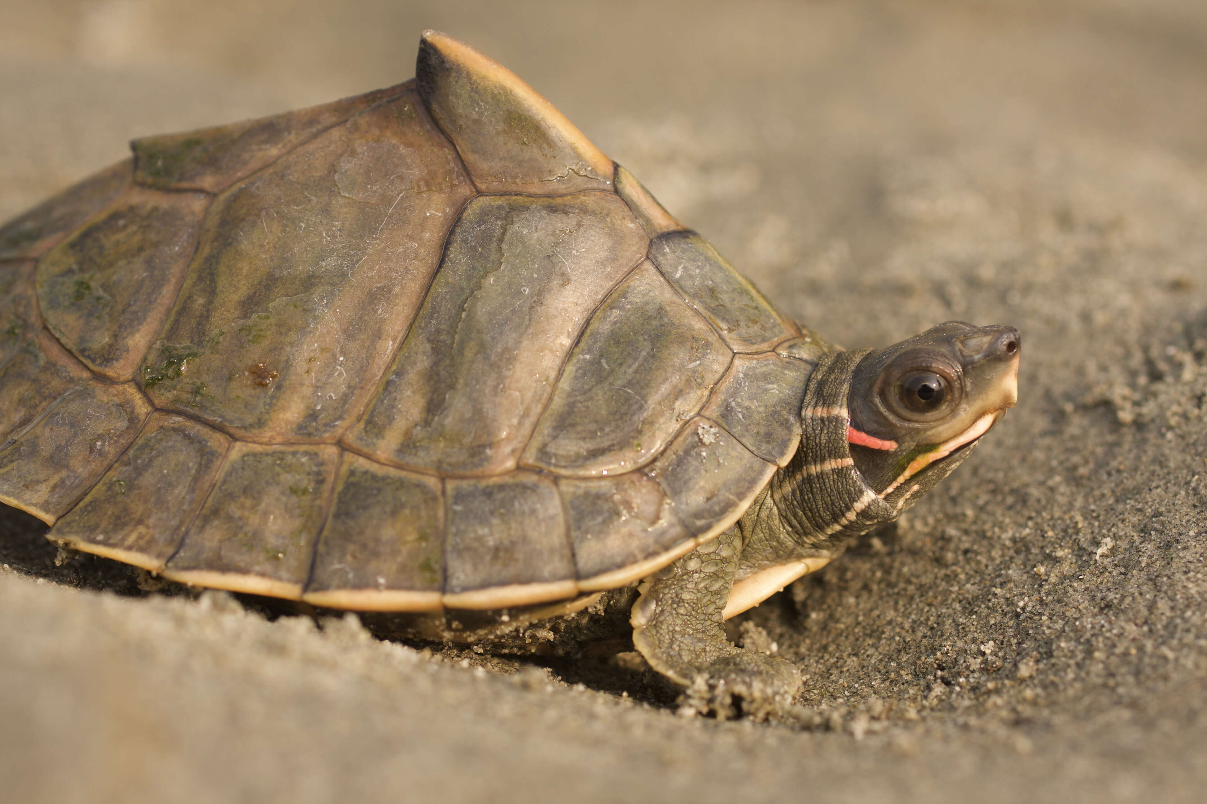 Image of Assam Roofed Turtle