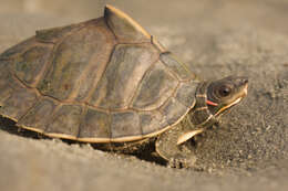 Image of Assam Roofed Turtle