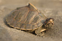 Image of Assam Roofed Turtle