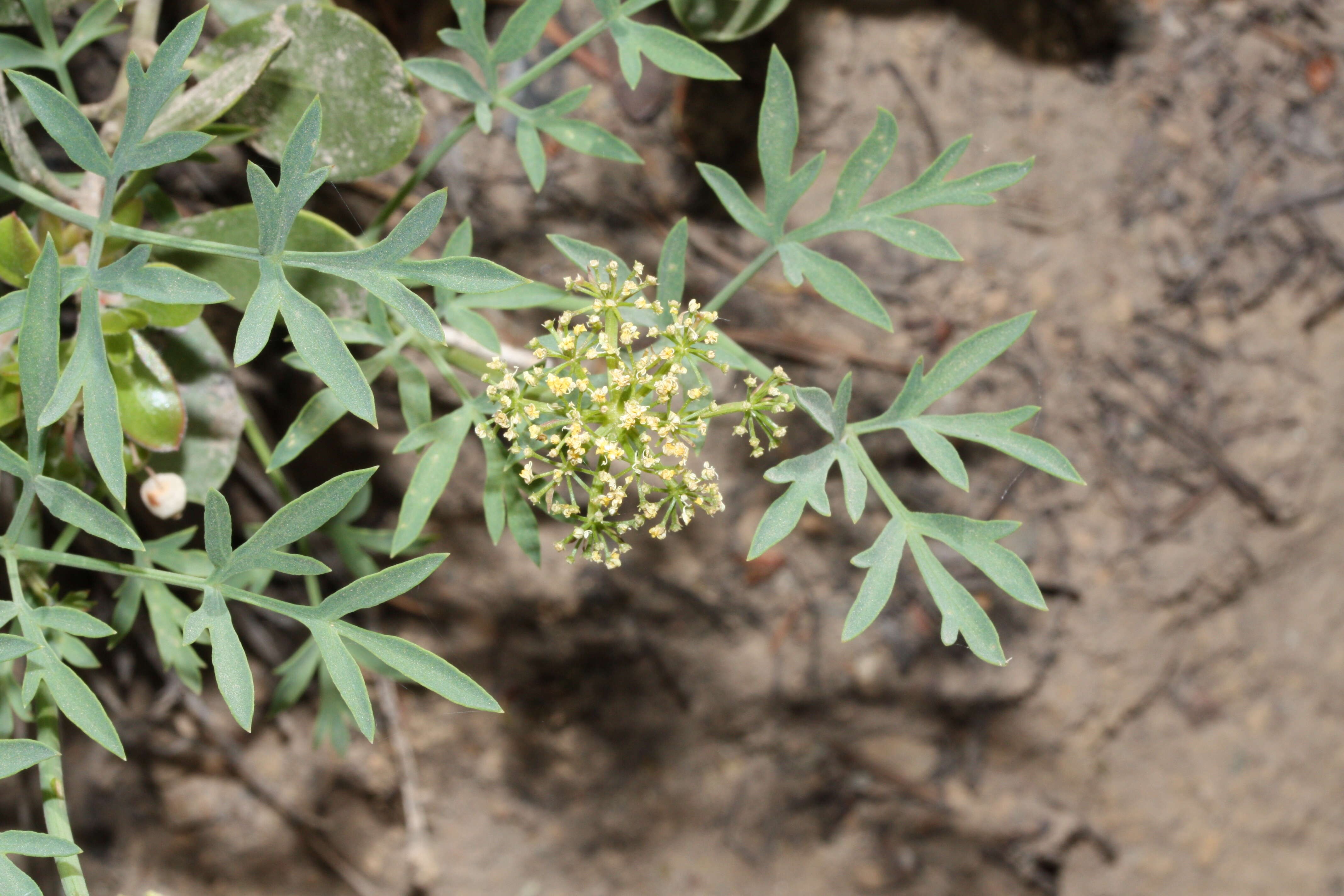 Image of Brandegee's desertparsley